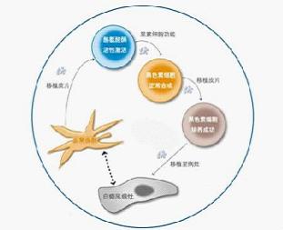 黑色素细胞移植